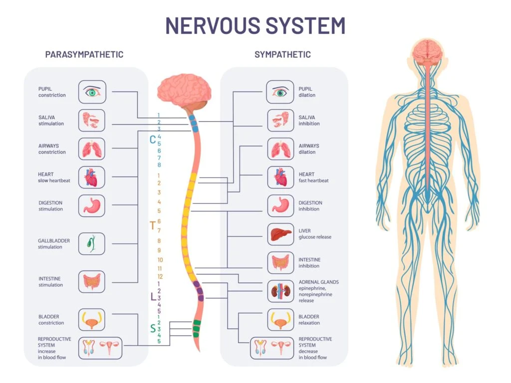 ANS nervous system 1024x768 1